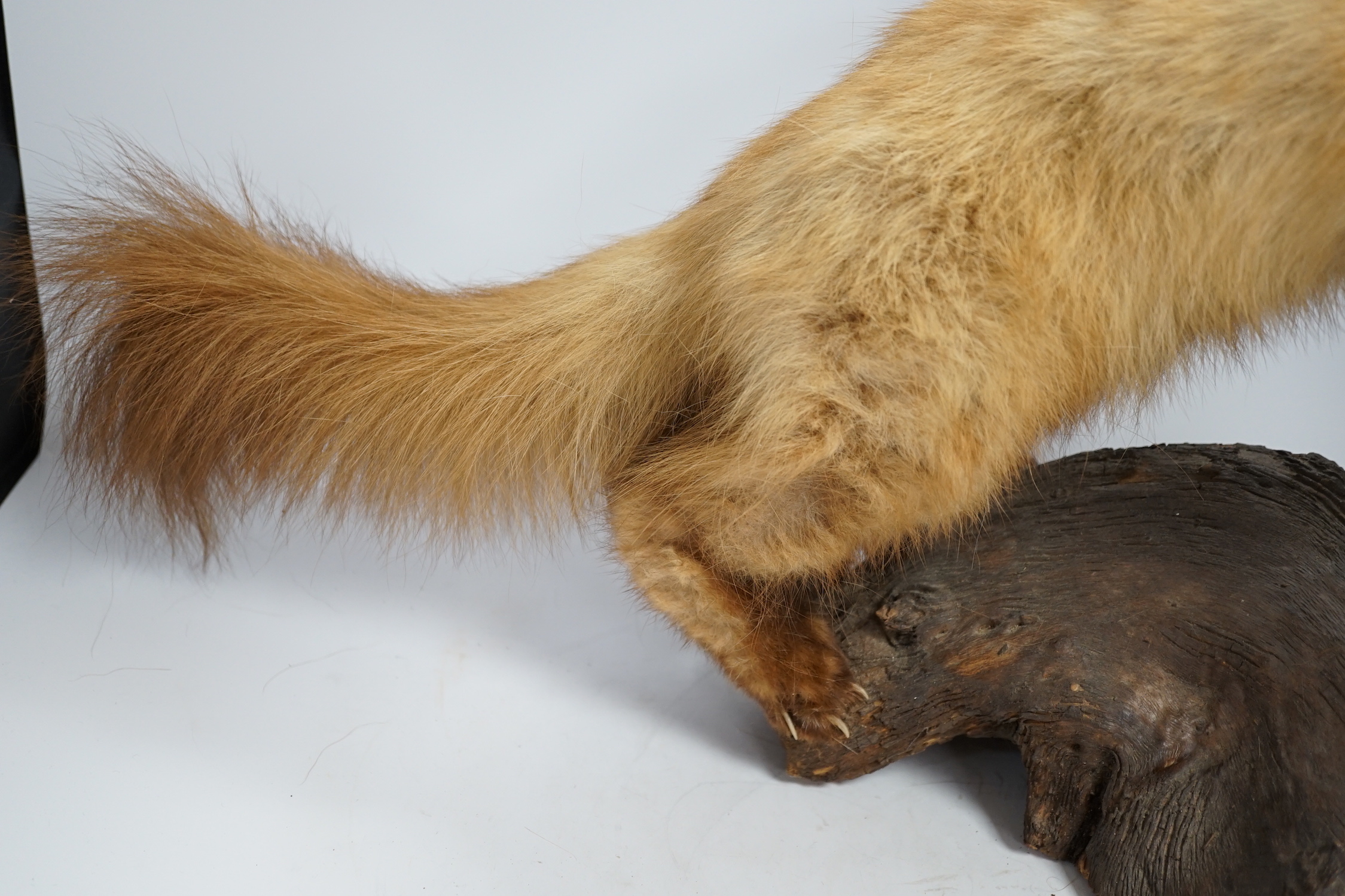 A taxidermy red ferret on a branch, 64cm wide